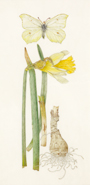Brimstone and Narcissus Lobularis, artist Helga Hislop