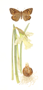 Grayling and Narcissus W.P.Milner, artist Helga Hislop